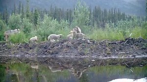 1.5M views · 531 reactions | WOLF PUPPIES! A wildlife camera at the Yukon-Charley Rivers National Preserve in Alaska captured this amazing video (TURN ON SOUND) of a family of wolves exploring the largely untouched landscape. (Video by the National Park Service) | FOX 5 NY | Facebook