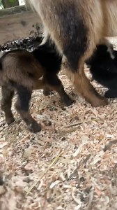 Nigerian Dwarf had triplets yesterday morning 💚 | Goats For Adoption And Rehoming