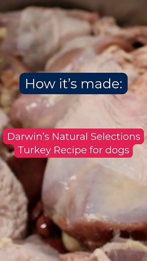 It's November, which means turkey is back in style. So, here's our turkey recipe being made from start to finish.旅 What protein makes your pet go wild? Drop an emoji below 旅 #DarwinsNatural #FreshPetFood #PetNutrition #PetHealth #PetWellness #CleanIngredients #PetCare #PetParents | Darwin's Natural Pet Products | Facebook