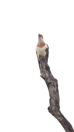 The Call That Signals Summer | Red-Chested Cuckoo