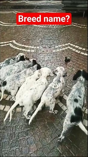 training pointer hunting dog pointer puppies. #pointerdog #wildlife #tranding #nature #huntingdog