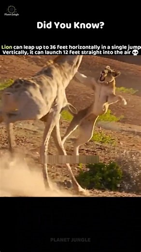 Lions Can Jump 36 Feet 😱 King of Power & Speed 🦁💀 #lion #wildlife #animalfacts #shorts