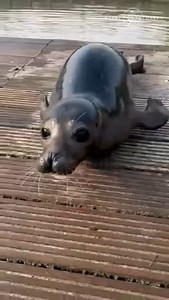 La semaine se termine avec un bisou tout doux de Nessie 💋🦭 Et si vous veniez lui rendre visite ce week-end ? Elle vous attend avec impatience ! 😊 | Pairi Daiza