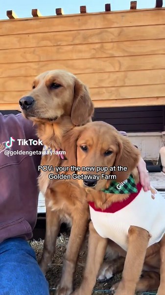 Ginger's Heartwarming Arrival at Golden Getaway Farm