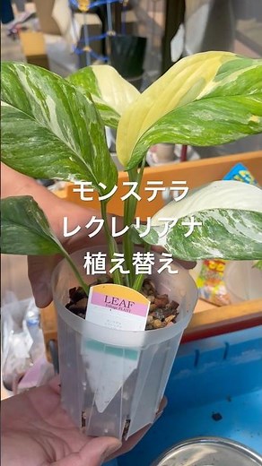 モンステラ植え替え動画撮ってみました🪴 #観葉植物 #モンステラ #レクレリアナ #バリガエータ #houseplants #indoorplants