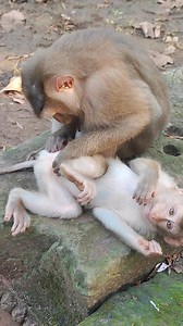 cute monkey playing on stone YS5 #reels #animlasreels #monkeylife #viralreels #Reel #monkey #animals #monkeys #wildlife #nature #animal #monkeysreels #usareels | P&Q