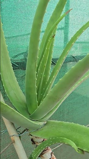 Growing Aloe Vera in Our Garden 🌱 | Organic Lifestyle #mahegardening #nature #farming #trending