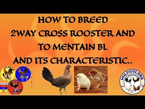 HOW TO BREED 2WAY CROSS ROOSTER AND MAINTAIN THE BL AND IT'S CHARACTIRISTIC.? #JerselCHICKENBREEDER