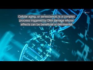 Decoding cellular aging: Understanding the senescence-associated secretory phenotype