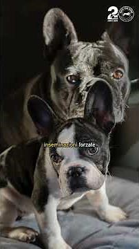 I bulldog francesi non riescono più a riprodursi naturalmente ❤️‍🩹