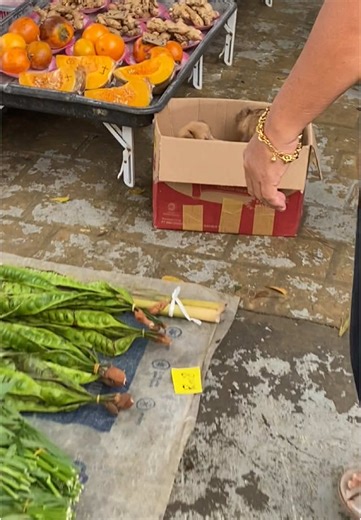 Adorable Puppies for Sale - Find Your New Best Friend