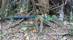 The monkey goes directly to the camera and stares straight into it. Trying to understand if it is not dangerous.