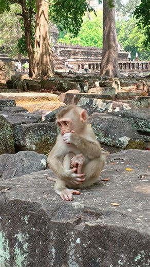 Adorable little Monkey Living Solo… And Finding Peace 🐒💛