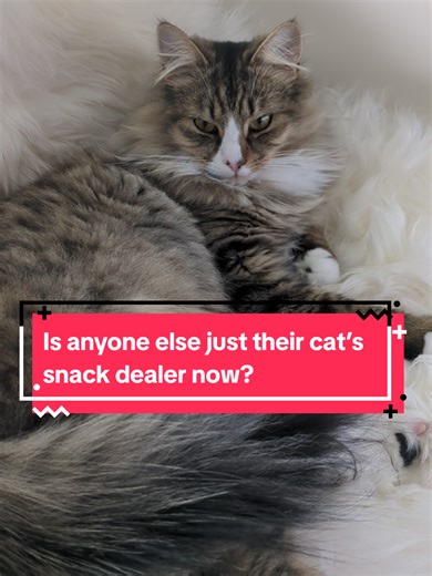 Is anyone else just their cat’s snack dealer now? #funnycat #catsoftiktok #cattok #catlife #cutecat