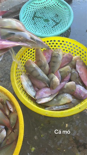 Cá mó #xuhuong #cámo#LIVEIncentiveProgram #SpareMomentsLIVE #PaidPartnership