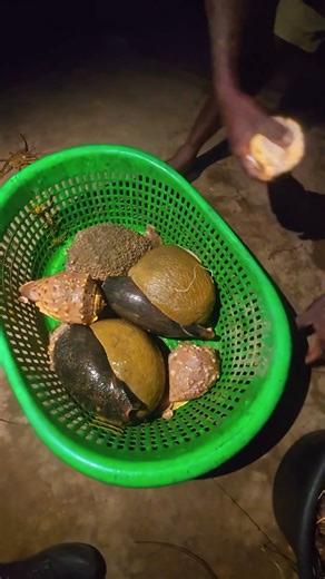 A Treasure of the Sea #shellmuseum #shipwreckcoast