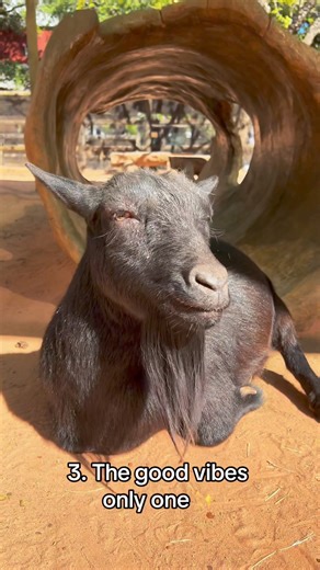 5.5K views · 80 reactions | Here’s all the different moods our goats have, which is yours? Make sure to stop by and see our goats the next time you visit the Zoo! #WorldGoatDay | Houston Zoo | Facebook