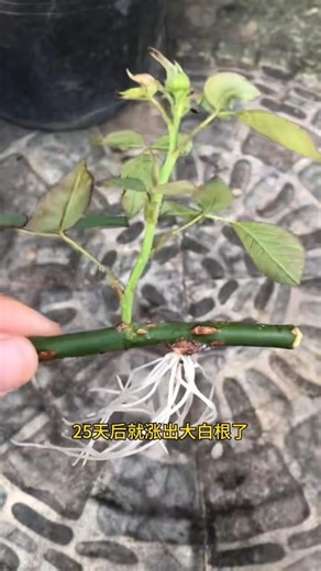 The SECRET to Growing Roses from Cuttings! 🌹 #shorts