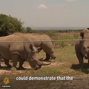 In a fast evolving world climate change and poaching is increasingly taking a toll on the planet's bio-divesity, vulnrable species are bound to face extinction. However with the help of technology and collaborations among key stakeholders such as the KWS, scientists are on cousrse to save the rare Nothern White Rhino from extinction. Check out the incredible story below... | Kudu Safaris Ltd | Facebook