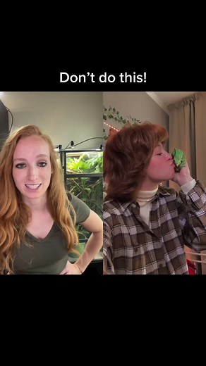 Neptune the Chameleon on TikTok