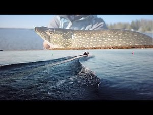 Pike Fishing Balsam Lake