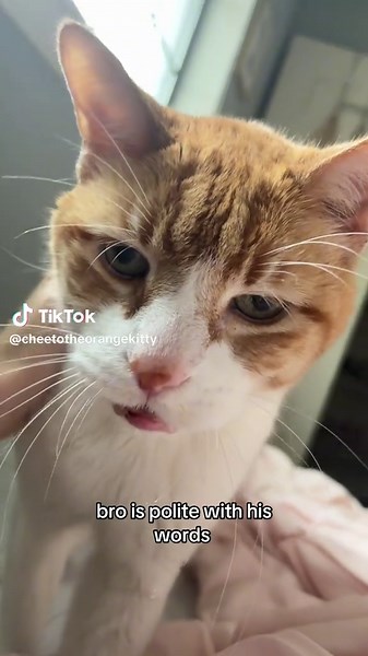 Polite Little Gentleman: A Charming Cat's Behavior