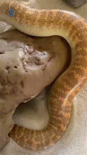 The snake that looks like a drawing: Meet the Arabian sand boa (Eryx jayakari).
