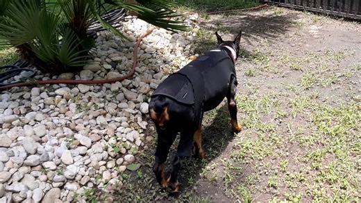 Ashley 12 year old Doberman