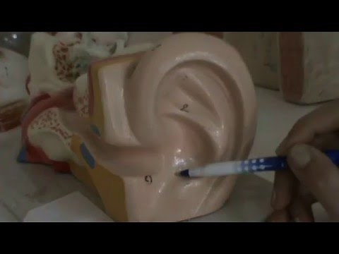 External Ear Anatomy :Auricle