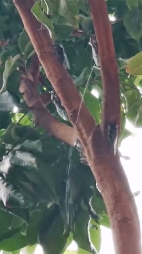 Why Cicadas Are The Most Hilarious Insects #shorts #facts #nature #weirdfacts #weirdanimals