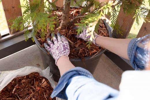 8 Great Reasons To Mulch Potted Plants (With Steps To Do This)