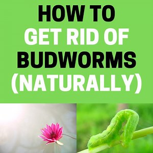 How to Get Rid of Budworms Naturally (Fast and Easy) | BugWiz