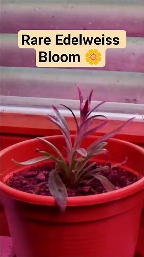 The Alpine Survivor: Complete Edelweiss Time-Lapse 🏔️⏳