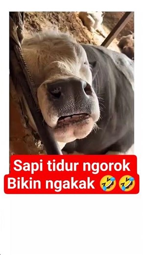 Sapi ngorok bikin ngakak‼️🤣🤣#hewanlucu #sapi #sapilucu