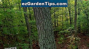 Comment font-ils pousser la pastèque sans pépins? 🌱 Conseils Jardiniers - Fr.ezGardenTips.com
