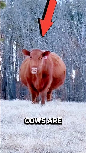 These Cows Are Exploding 😱💥