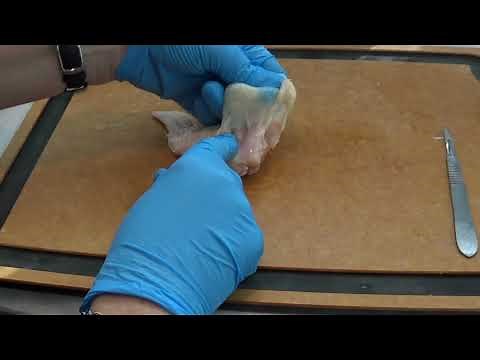 6.6 Lesson 2 Intact Chicken Wing