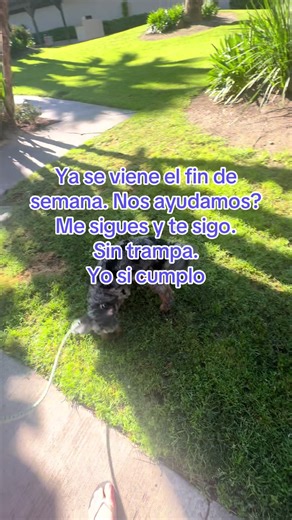 #sigueme_y_te_sigo #apoyomutuo #apoyandonos #roadto5k #yosicumplo