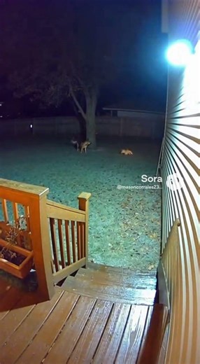 Dog attacks fox caught on ring camera #funny #funnydog #animals ￼