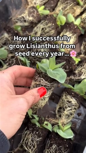 Andover Blooms * Brittany French on Instagram: "It’s time to get those Lisianthus started, and I thought I would re-share this post from last year since it was such a hit 🤩 My biggest tips for starting lisi from seed: 1: Start super early! I like a solid 3 months of indoor growing time before planting out. 2: Keep the plants moist during the germination period. Lightly sprinkle with some fine vermiculite and then a heat mat, dome, and I constantly mist until they start to germinate (I usually u