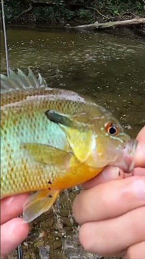Eating What I Catch from the Creek! SPICY Fish Ramen