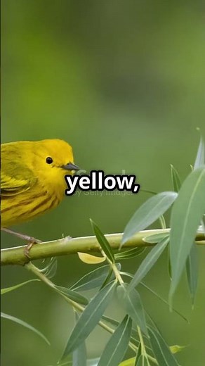 What Makes Warblers SO Fascinating? #shortvideo #birds