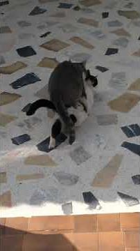 Mating Cats, accouplement de chats