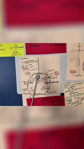 #biochemistry #ureacycle #tcacycle #metabolism | LEO Health & Wellness