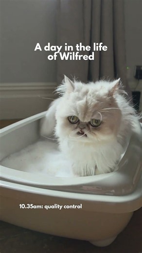 A day in the life of Wilfred… now featuring his new job as official Fit Litter tester 😹