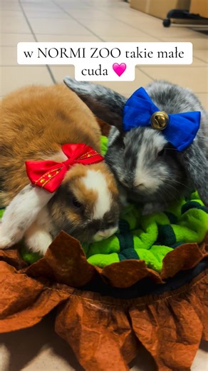 Piękne mini loop dostępne w NORMI ZOO zapraszamy :) #normizoo #miniloop #króliki #królikminiaturka | NORMI ZOO