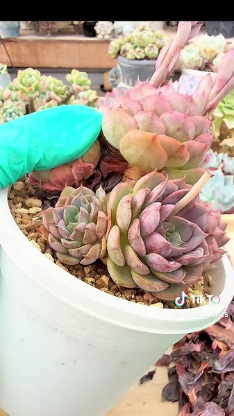 #多肉植物 #succulents #枯葉取り #deadleaves #asmr