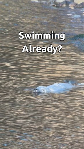 1.7K views · 155 reactions |  Did you know ‘whitecoat’ grey seals...