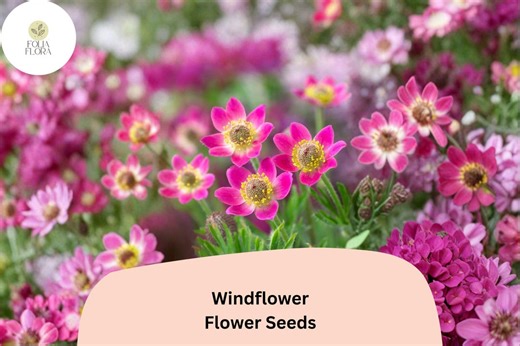 Anemone Multifida Seeds | Windflower Native Perennial Blooms (100 Seeds) - Etsy