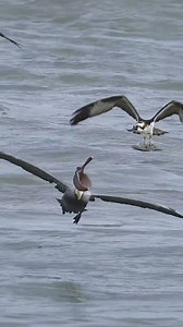 64K views · 109 reactions | Insane Brown Pelican attacks Osprey and tries to steal a fish | Sufaid Production | Facebook